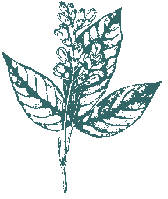 Blatt mit Blüte am Abgosturabaum